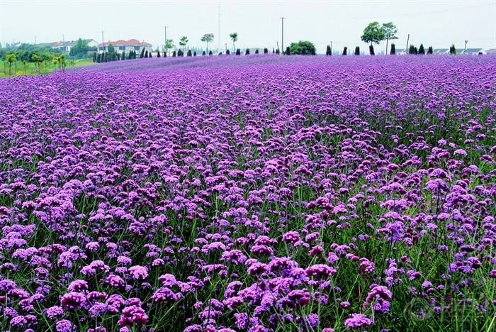 青浦寻梦园介绍