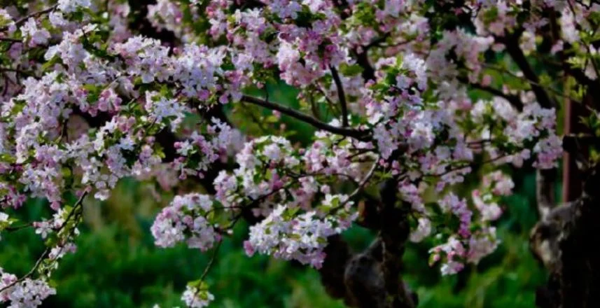 宁波周边可以赏花的景点