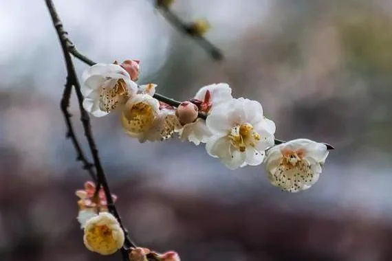 东湖梅花开放时间