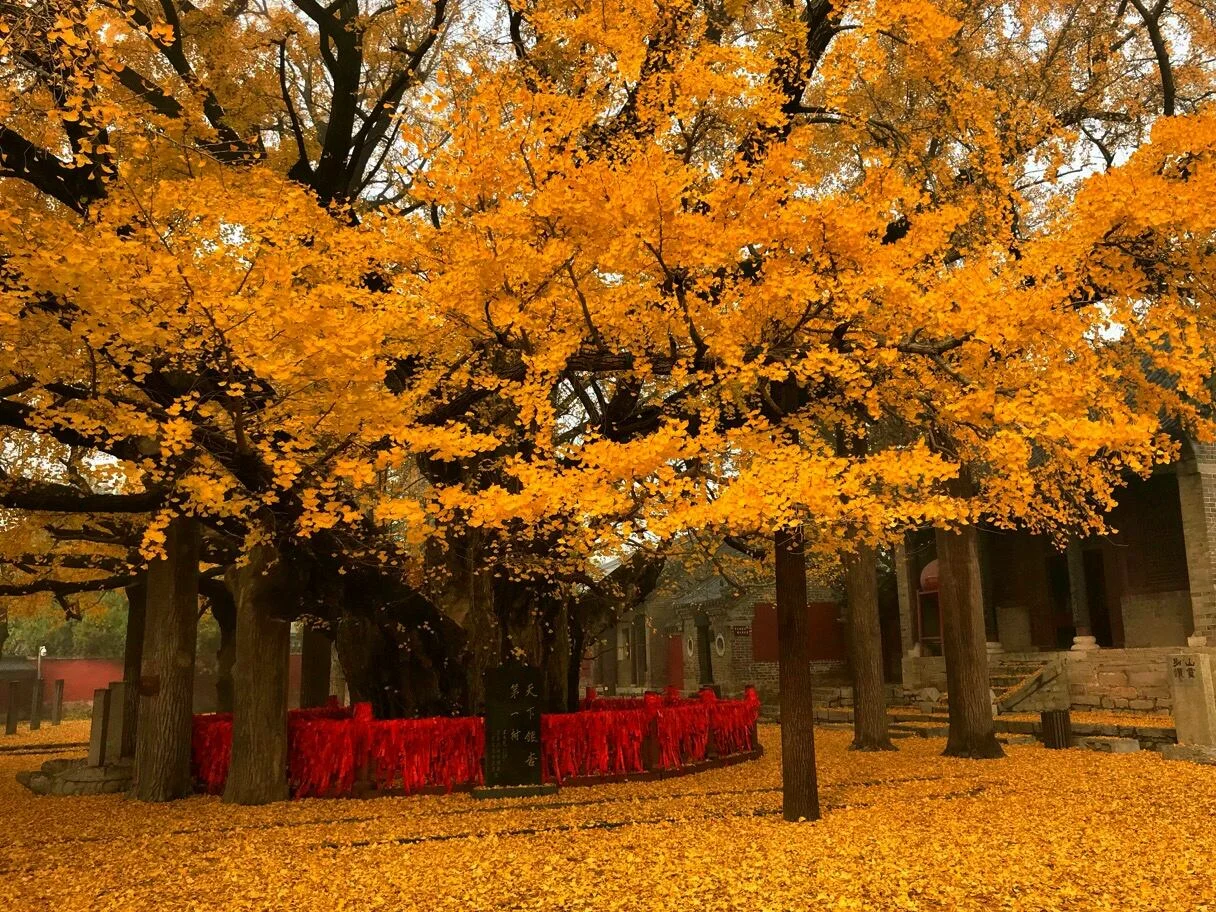 莒县旅游有哪些景点