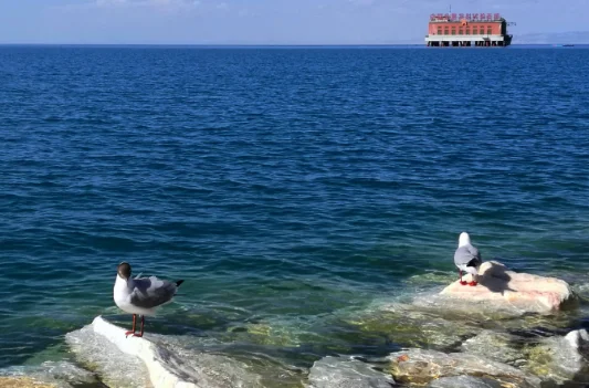 青海湖有什么鸟