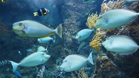 亚特兰蒂斯水族馆介绍