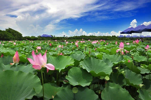 广州及周边有什么湿地公园