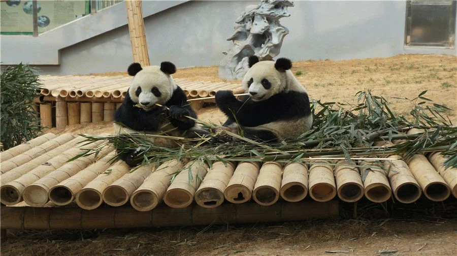 大连森林动物园是几级景区