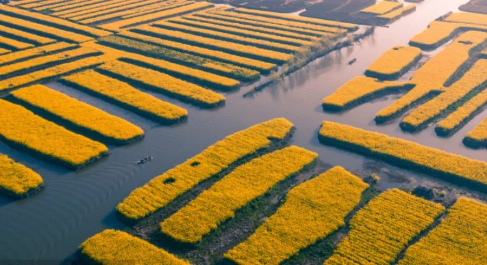 兴化油菜花最佳时间