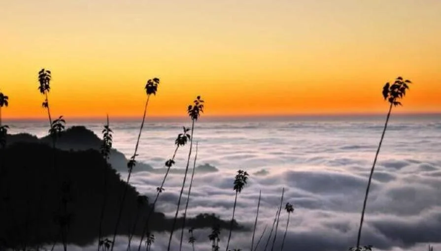 阿里山是哪里的风景区