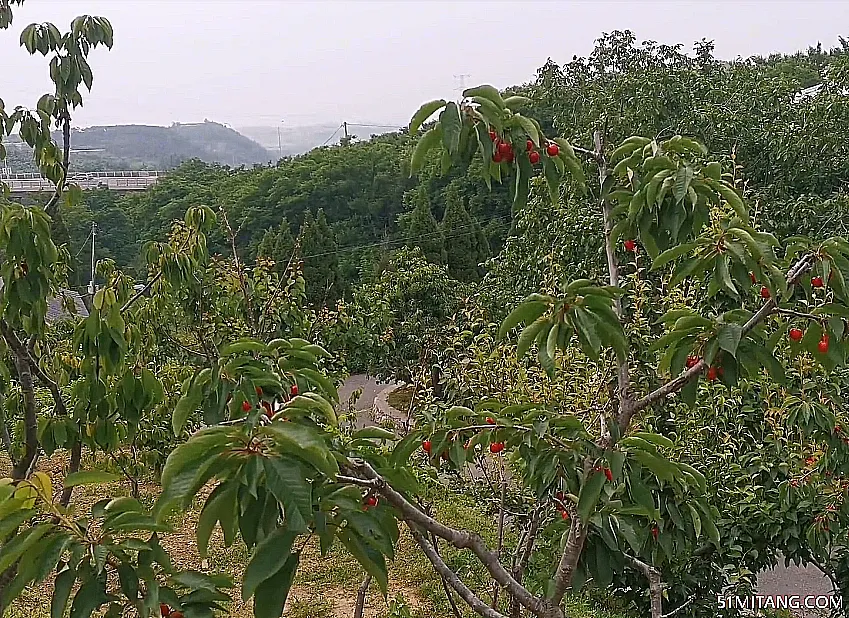 大连景点:后石樱桃采摘园