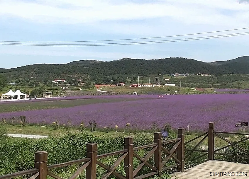 沈阳景点:紫烟薰衣草庄园