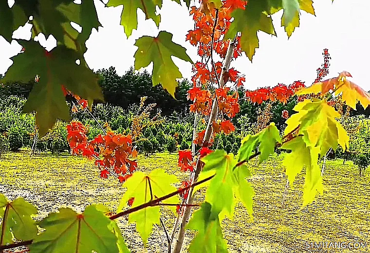 抚顺景点:花懿枫玺风景区