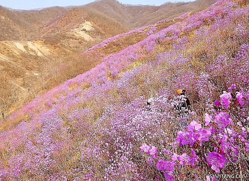 鞍山景点:黄岭映山红风景区