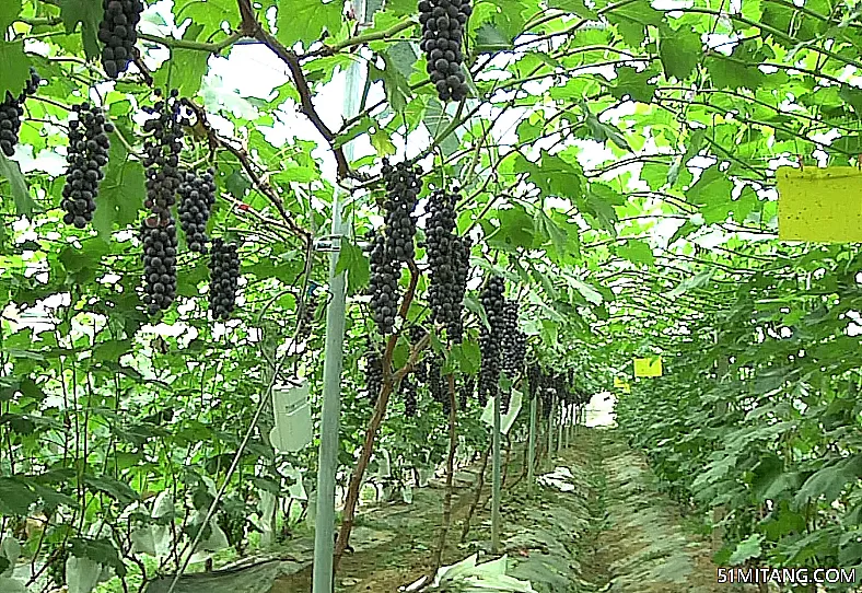 朝阳景点:洞子沟葡萄采摘基地