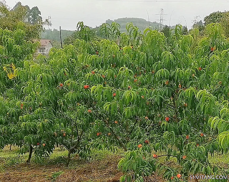 朝阳景点:丛家沟雪蜜桃采摘基地