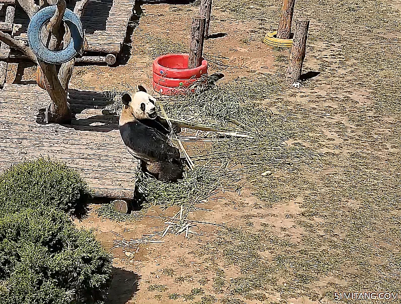 大连景点:大连熊猫馆