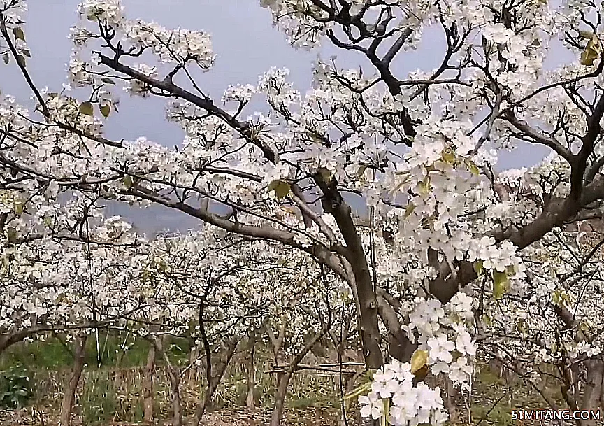 朝阳景点:梨花胜地风景区