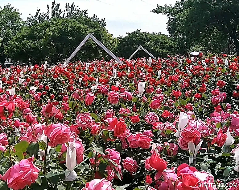 天津旅游景点:滨海新区月季园