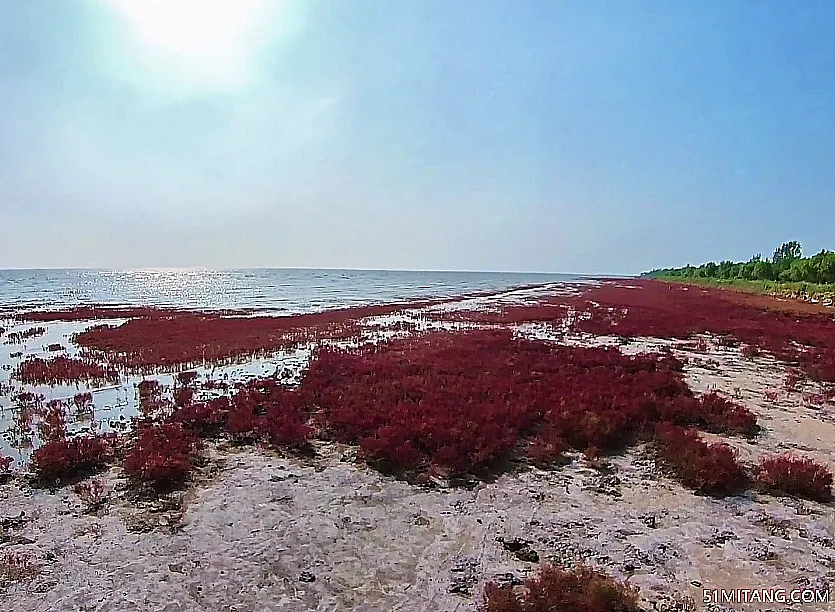 营口景点:北海红海滩