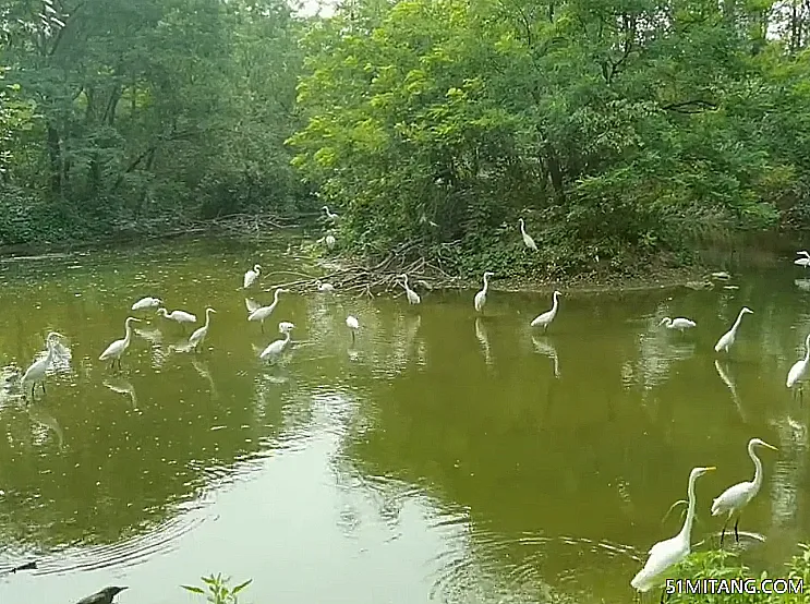 盘锦景点:鼎翔鹭鸟园