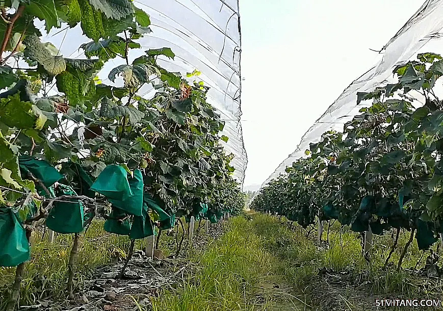 朝阳景点:天盛农业采摘基地