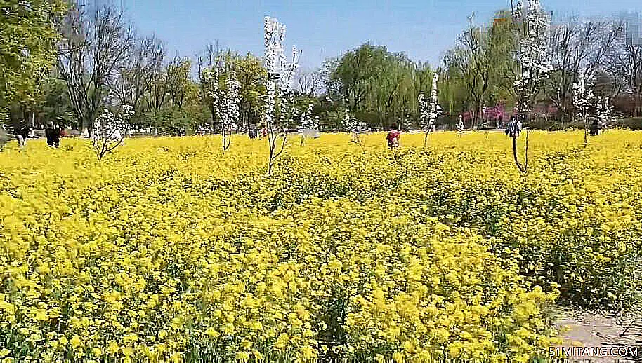 北京旅游景点:平房京城梨园