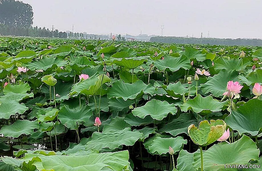 临沂景点:万亩荷花园