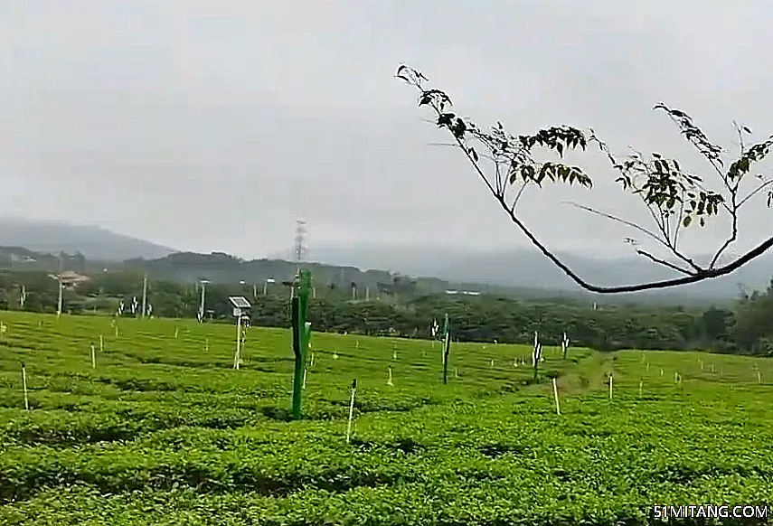 海南旅游景点:白沙原生态茶园小镇