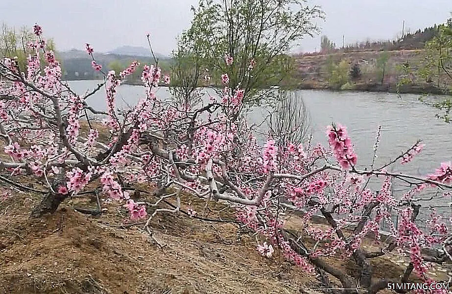 淄博景点:汇泉桃花岛