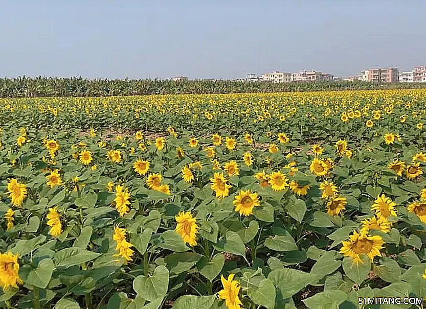 东营景点:黄河华滩万亩葵园