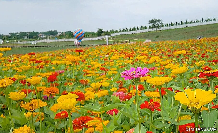 合肥景点:天鸣花海