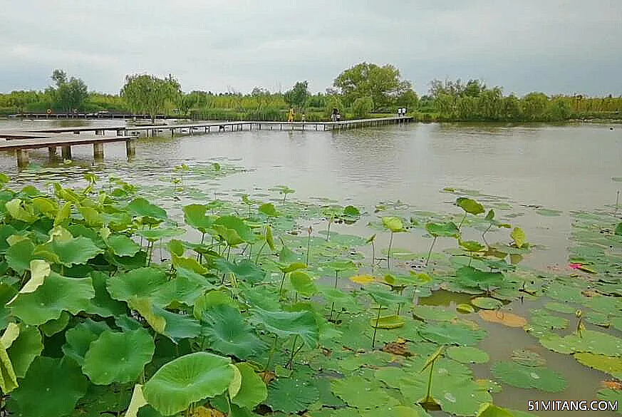 枣庄景点:双龙湖湿地观鸟园