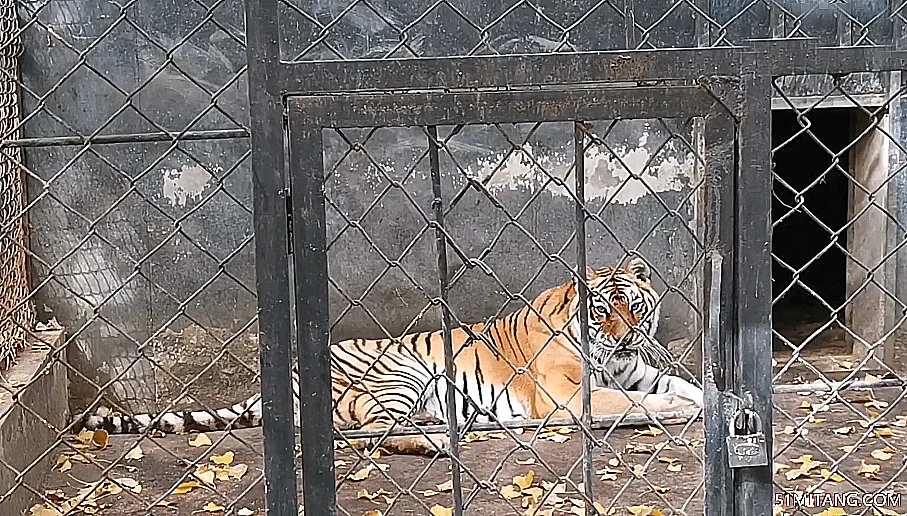 北京旅游景点:虎鳄农场动物主题公