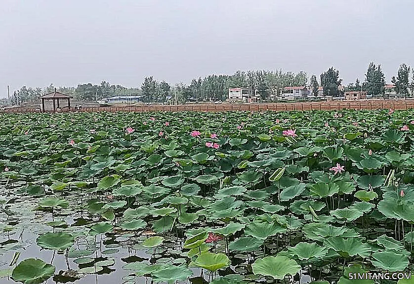 菏泽景点:万亩荷塘风景区