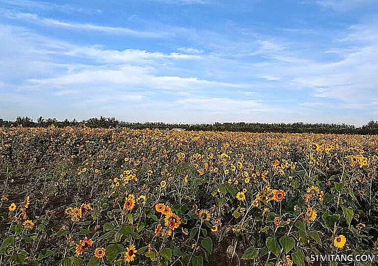 北京旅游景点:顺义向日葵花海