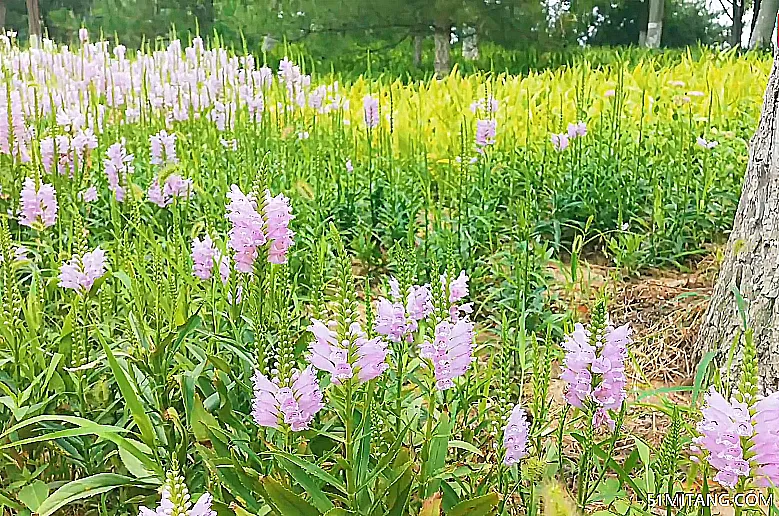 北京旅游景点:平谷琴湖公园