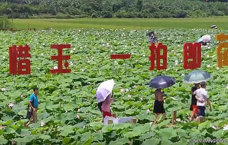 海南旅游景点:金波荷花基地