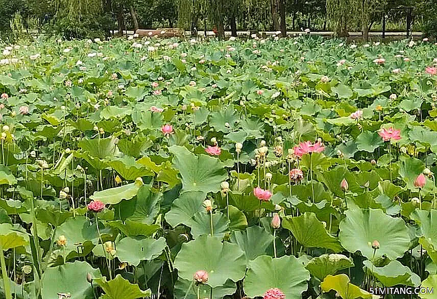 聊城景点:聊城南湖湿地公园(植物园