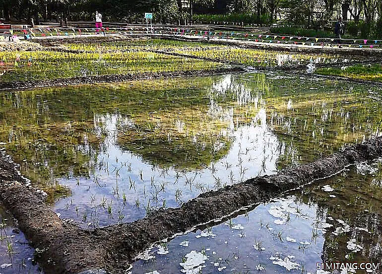 北京旅游景点:御稻流香