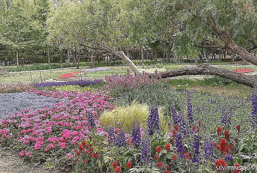 北京旅游景点:淀园花谷