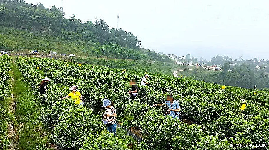 北京旅游景点:南彩双河观光采摘园