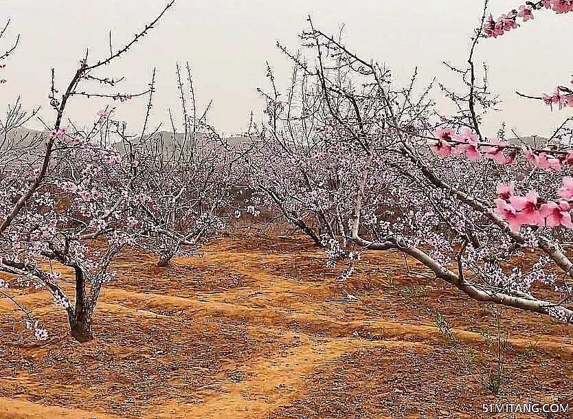 泰安景点:刘台桃花源(国家3A级)