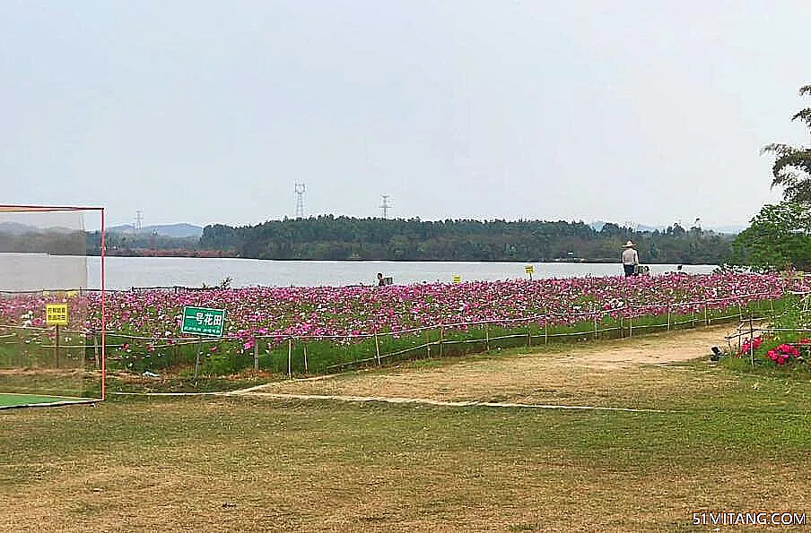 惠州景点:紫溪半岛花海世界