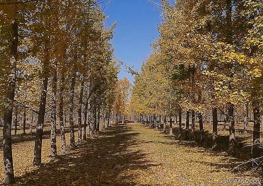 聊城景点:古沙洲森林公园