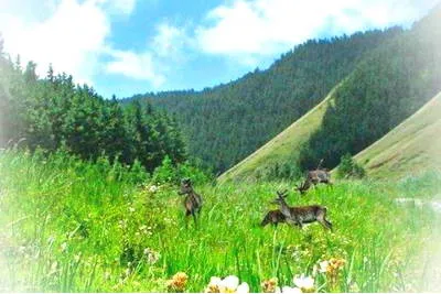 景泰寿鹿山国家森林公园