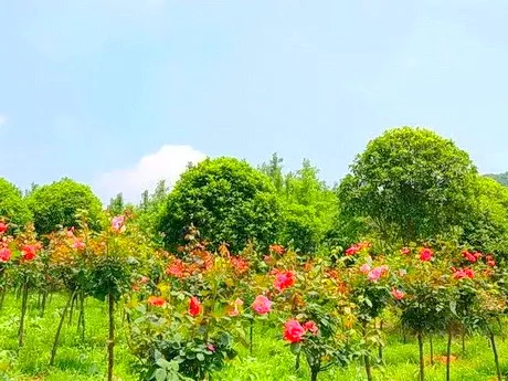 重庆沙坪坝太寺垭森林公园