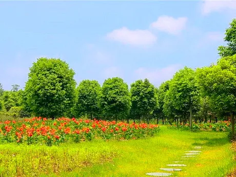 重庆沙坪坝太寺垭森林公园