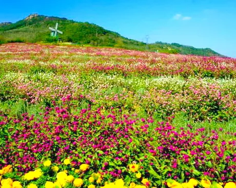 木兰花乡