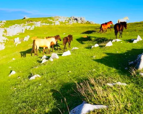 宜昌百里荒高山草原旅游度假区