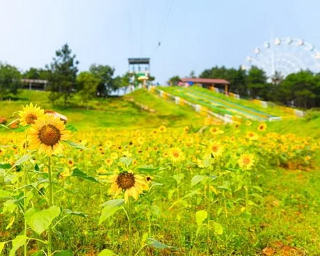 武汉黄陂花海乐园景区