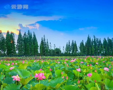 高淳固城湖水慢城