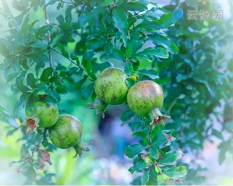 崇阳柃蜜小镇旅游度假区