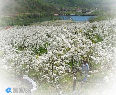 凤城大梨树生态旅游区